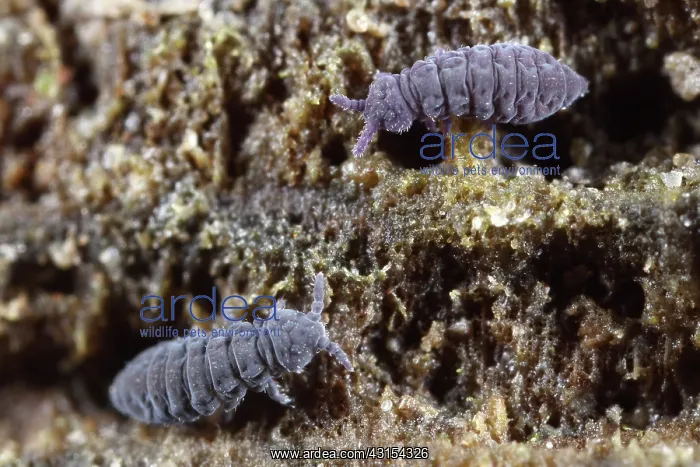 : Springtail : Springtail