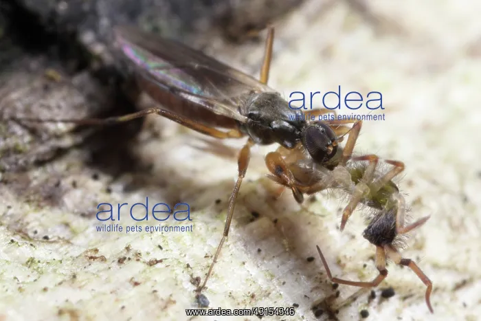  : Springtail