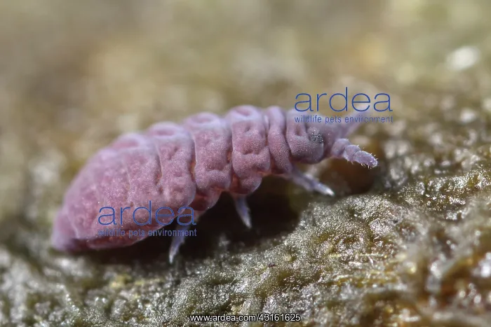 : Springtail : Springtail