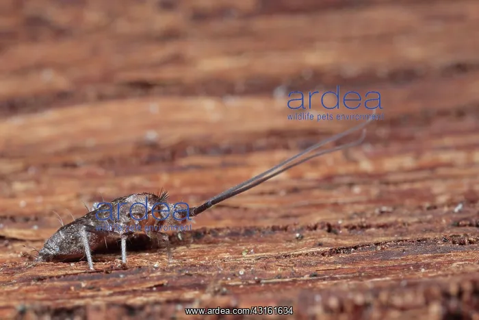 : Springtail : Springtail