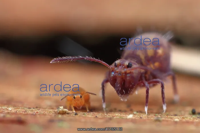 : Springtail : Springtail