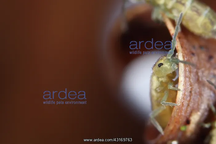 : Springtail : Springtail