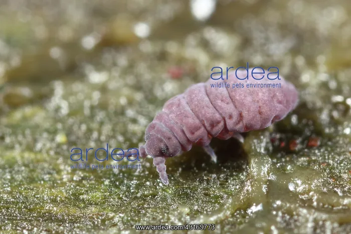 : Springtail