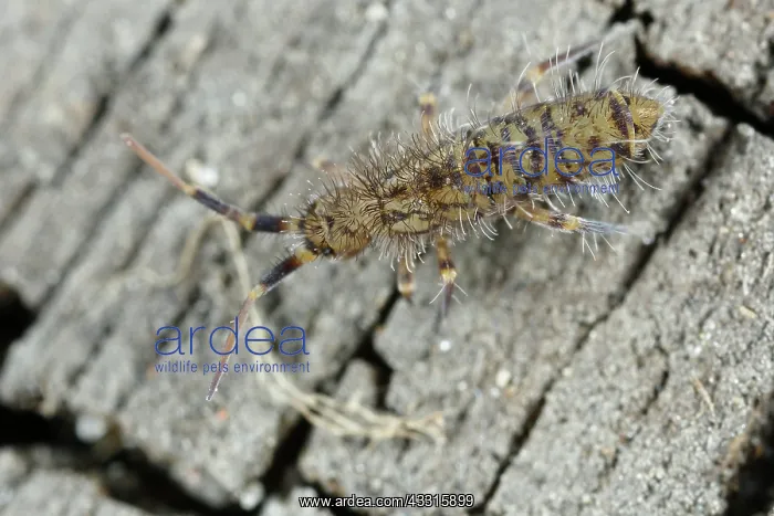 : Springtail : Springtail