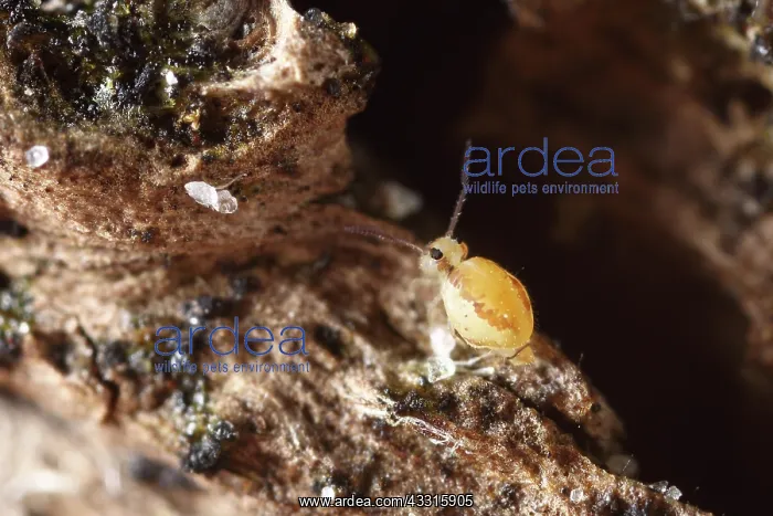  : Springtail