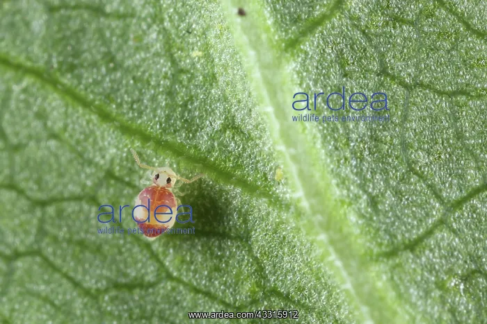 : Springtail : Springtail