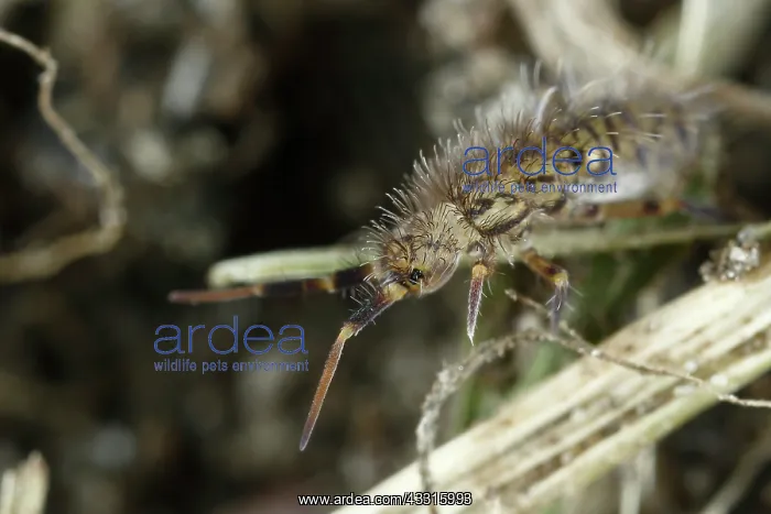  : Springtail