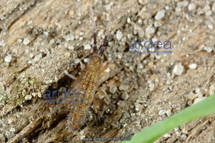 : Springtail : Springtail