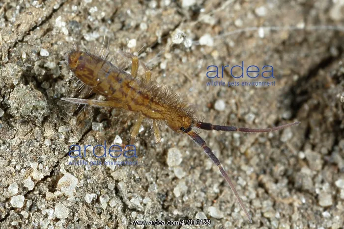  : Springtail