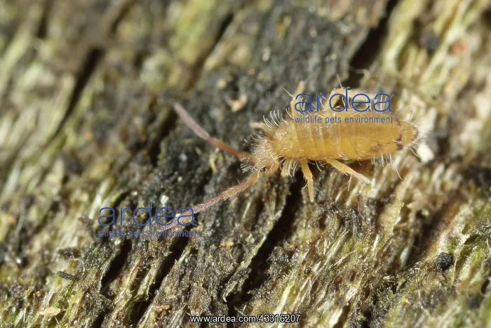 : Springtail : Springtail