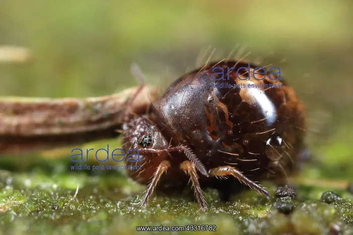: Springtail : Springtail