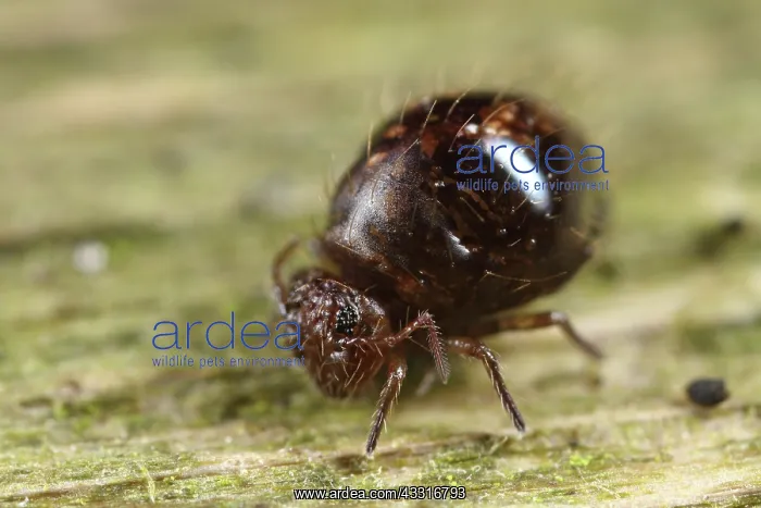 : Springtail : Springtail