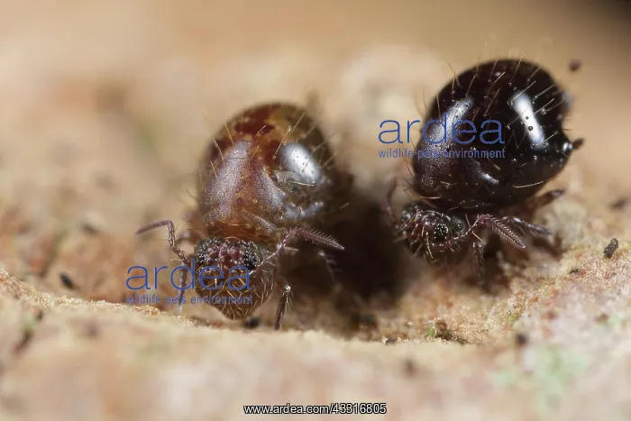 : Springtail : Springtail