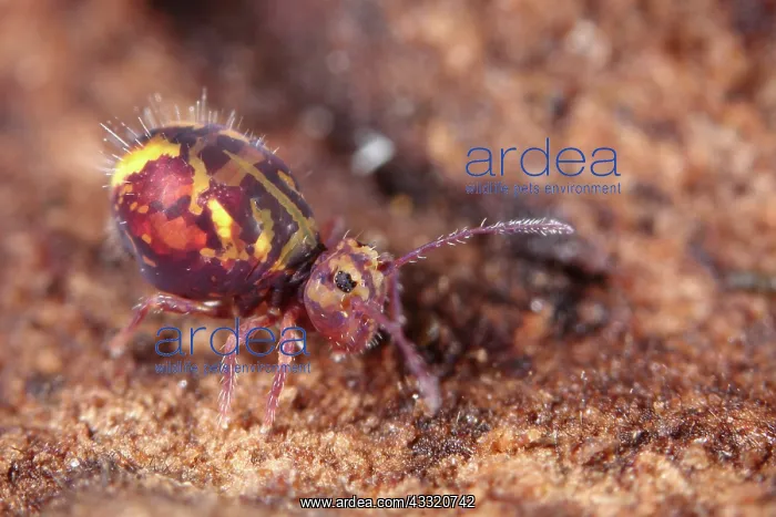 : Springtail : Springtail