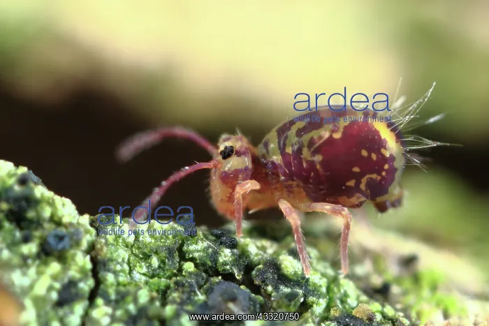 : Springtail : Springtail