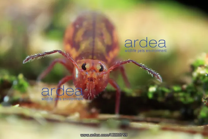 : Springtail : Springtail