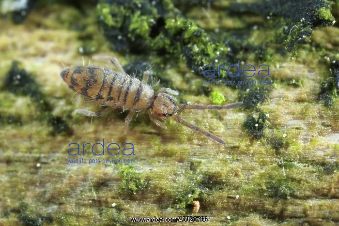 : Springtail : Springtail