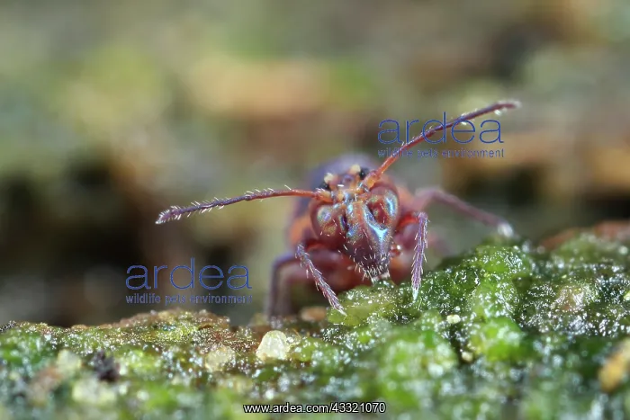 : Springtail : Springtail