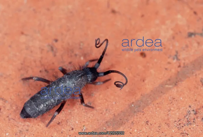 : SPRINGTAIL - defence reaction : SPRINGTAIL - defence reaction