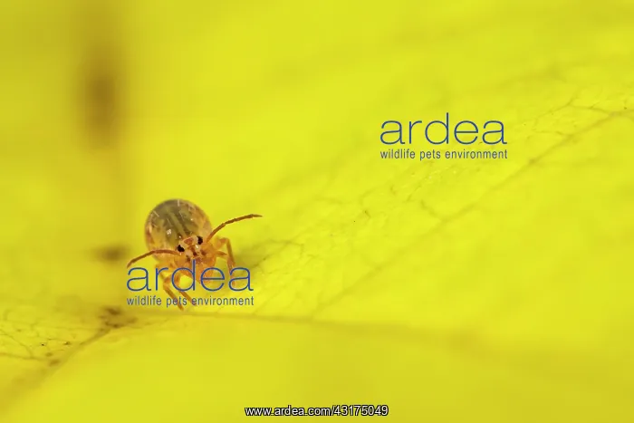 : Springtail in the heaps of dead leaves in winter : Springtail in the heaps of dead leaves in winter