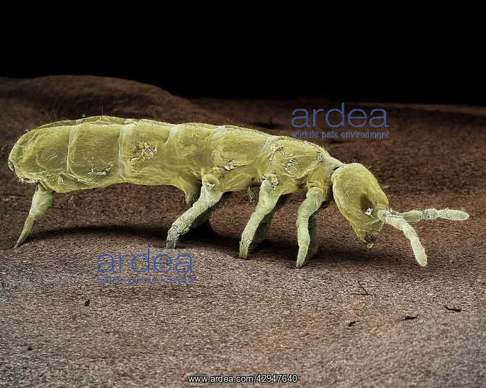 : Springtail, Order Collembola : Springtail, Order Collembola
