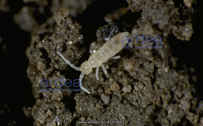 : Springtail on soil from potato crop : Springtail on soil from potato crop