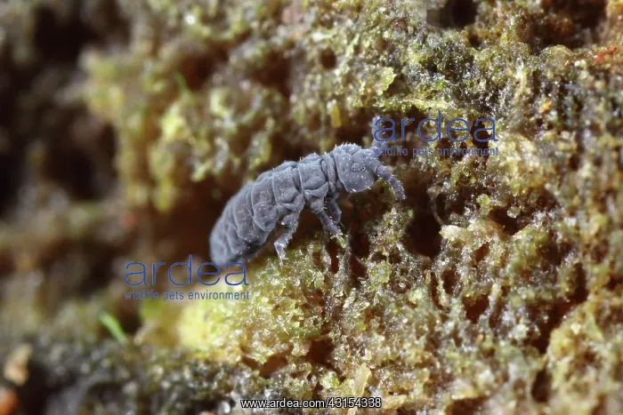 : Springtail (Xenylla maritima) sitting on branch : Springtail (Xenylla maritima) sitting on branch