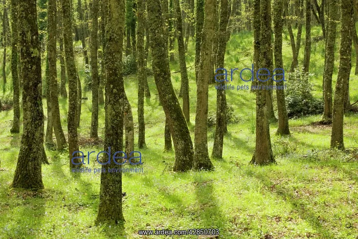 : Springtime in the Bosco Quarto oak woodland on : Springtime in the Bosco Quarto oak woodland on