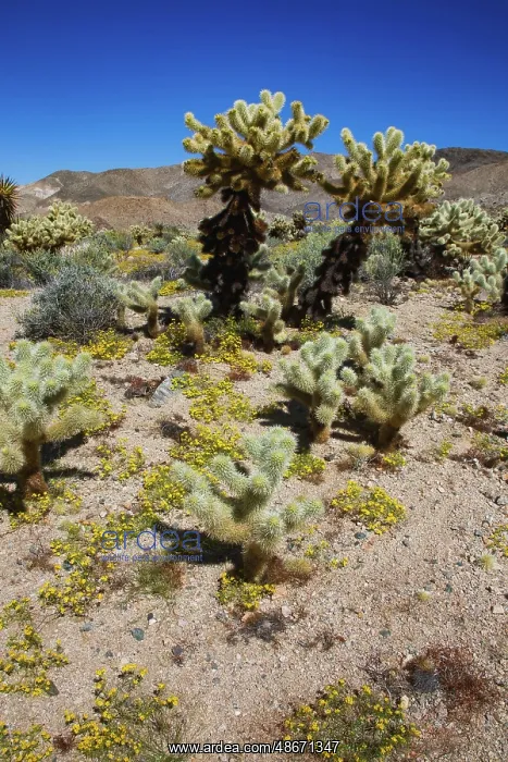 : Springtime in Fargo Canyon, California : Springtime in Fargo Canyon, California