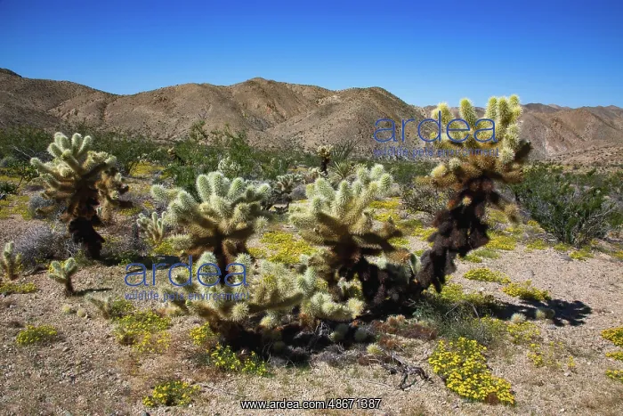 : Springtime in Fargo Canyon, California : Springtime in Fargo Canyon, California