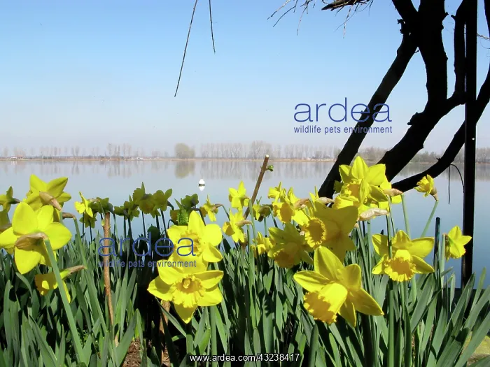 : Springtime in the garden, lake of Mantua : Springtime in the garden, lake of Mantua