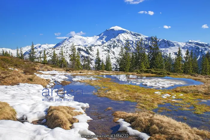 : Springtime mountain landscape with meltwater pools : Springtime mountain landscape with meltwater pools