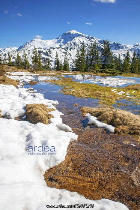 : Springtime mountain landscape with meltwater pools : Springtime mountain landscape with meltwater pools