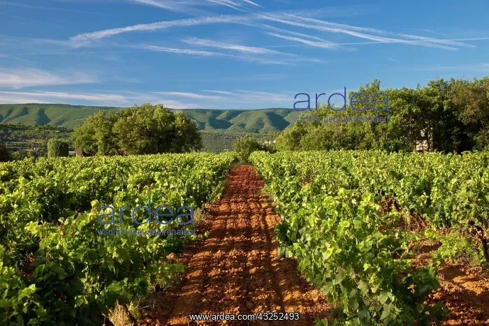: Springtime in a vineyard near Gordes, Provence : Springtime in a vineyard near Gordes, Provence