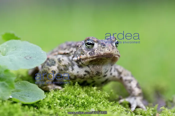 : Springy Turf-moss : Springy Turf-moss