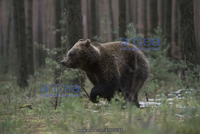 : In a sprint... European brown bear (Ursus genus arctos) : In a sprint... European brown bear (Ursus genus arctos)