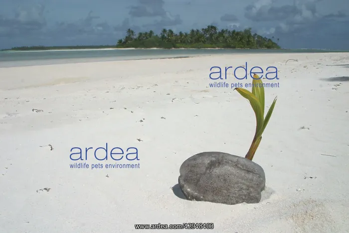 : Sprouting coconut - on beach : Sprouting coconut - on beach