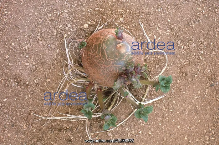 : Sprouting Potato : Sprouting Potato