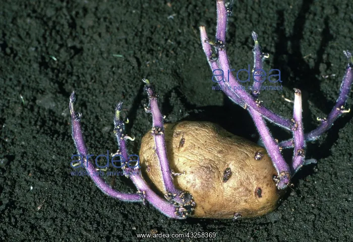 : Sprouting Potato : Sprouting Potato