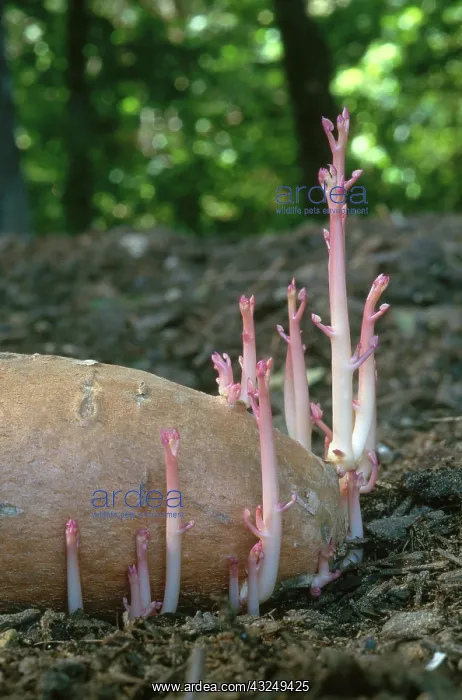 : Sprouting Sweet Potato : Sprouting Sweet Potato