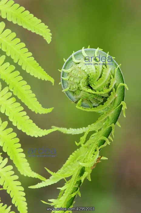 : Sprouts of fern (fragment close-up) in mixed forest : Sprouts of fern (fragment close-up) in mixed forest