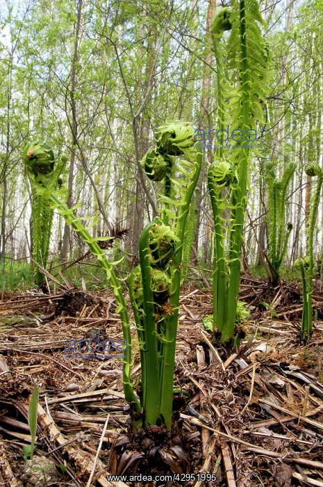 : Sprouts of fern in mixed forest, typical : Sprouts of fern in mixed forest, typical