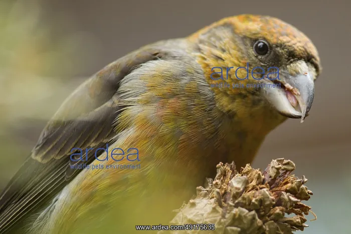 : Spruce crossbill (Loxia curvirostra) : Spruce crossbill (Loxia curvirostra)