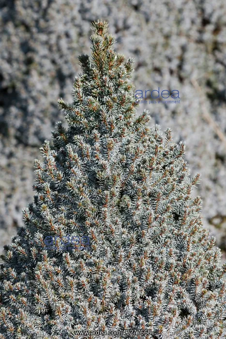 : Spruce, Dwarf Alberta blue spruce, Picea glauca : Spruce, Dwarf Alberta blue spruce, Picea glauca