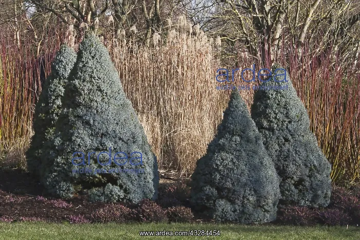 : Spruce, Dwarf Alberta blue spruce, Picea glauca : Spruce, Dwarf Alberta blue spruce, Picea glauca