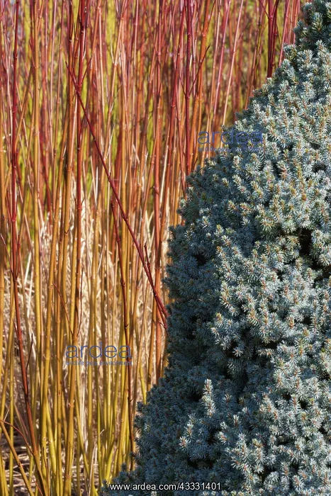 : Spruce, Dwarf Alberta blue spruce, Picea glauca : Spruce, Dwarf Alberta blue spruce, Picea glauca