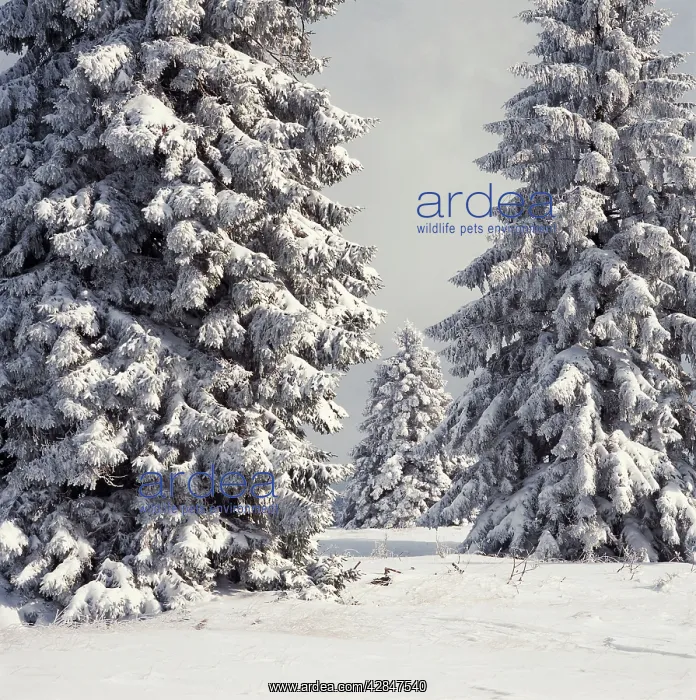 : Spruce Fir Trees - covered in snow : Spruce Fir Trees - covered in snow