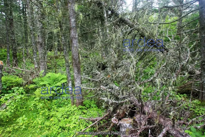  : Spruce Forest