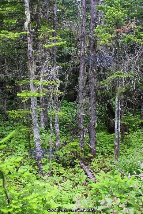 : Spruce Forest