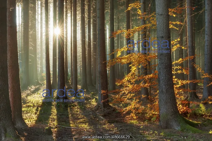 : Spruce forest in autumn with fog, sun shining through the : Spruce forest in autumn with fog, sun shining through the
